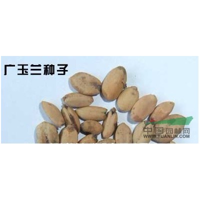 提供紅楓種子 桂花種子 紅豆杉種子欒樹種子