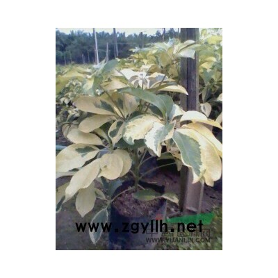 移植臺(tái)灣欒樹(shù)