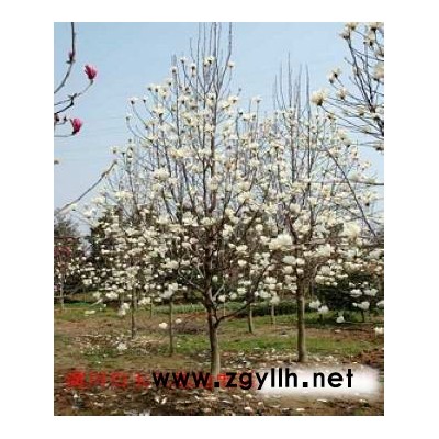 廣玉蘭，白玉蘭，桂花，紫薇，琵琶，雪松等