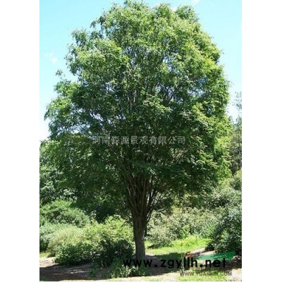 河南北京欒樹供應 出售河南北京欒樹 河南北京欒樹行情