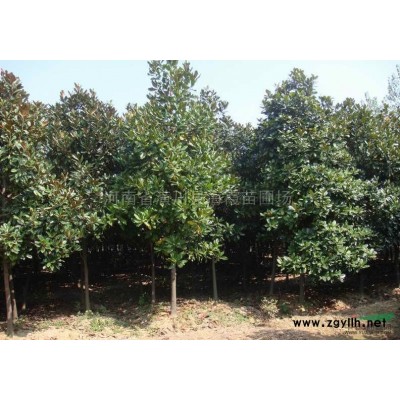 河南潢川廣玉蘭、紫薇、桂花、大葉女貞、白玉蘭、黃山欒樹