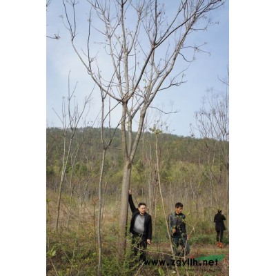 供應12-17公分各種規格香樟，欒樹，廣玉蘭