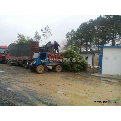 欒樹，江西欒樹，欒樹價格，欒樹供應(yīng)