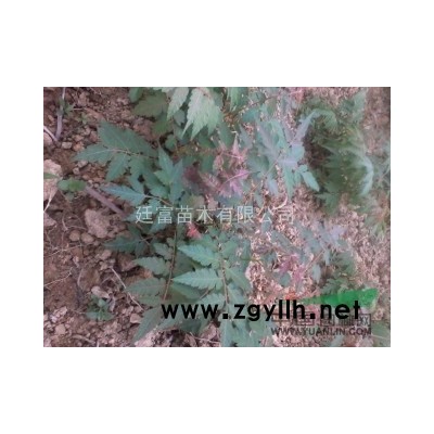 搖錢樹 欒樹 苗