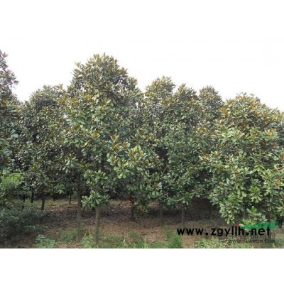 南京大葉女貞，紅楓，馬褂木，欒樹