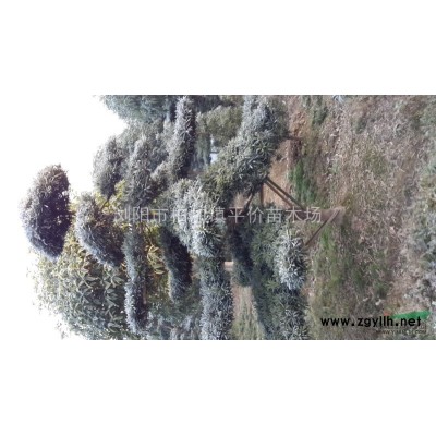 雪松大樹 雪松基地 籽播雪松 雪松價格 湖南雪松 大雪松 精品雪松
