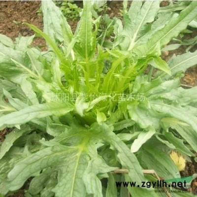 銀杏苗 欒樹苗 櫻花苗 木瓜苗 法桐苗 紫薇苗 紫荊小苗