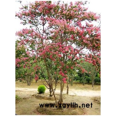 柿子、江南槐、龍爪槐、國槐、油松