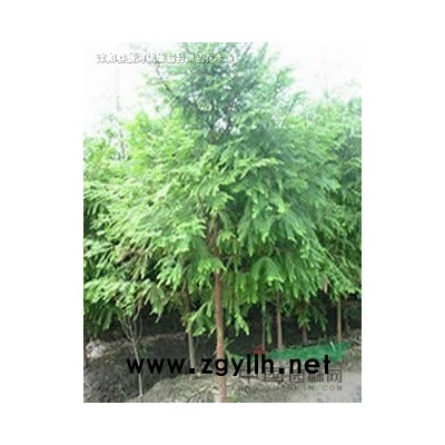 基地供應香樟、欒樹、國槐
