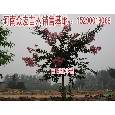 供應楸樹，大葉女貞，欒樹，楊樹苗等綠化樹苗