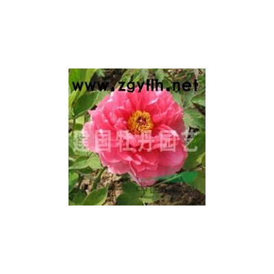 欒樹價(jià)格|菏澤欒樹|菏澤欒樹供應(yīng)