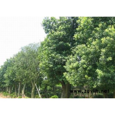 杜英、樂昌含笑、香樟、欒樹