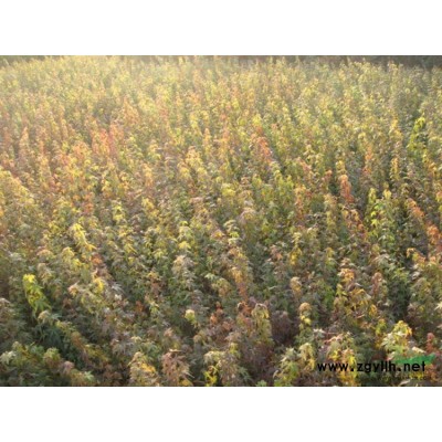 欒樹苗6報價/江西欒樹苗6報價