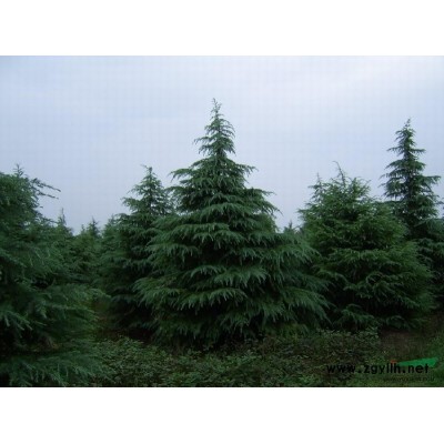 江蘇湯泉供應低價雪松特*一*普通苗