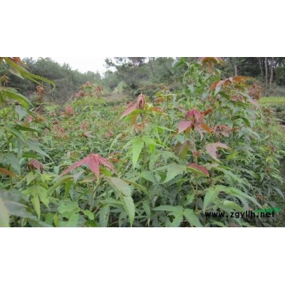 雪松種子*新價格/雪松種子報價