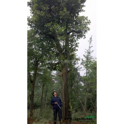 供應20—50公分胸徑欒樹