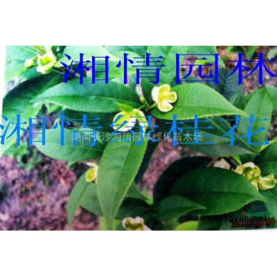 移栽欒樹(shù)、黃山欒樹(shù)、國(guó)慶花