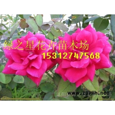 優(yōu)質(zhì)欒樹種子種苗