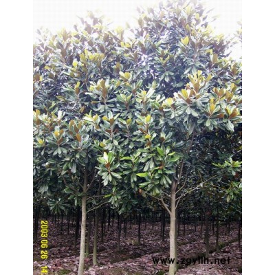 廣玉蘭、雪松、櫻花、臘梅、紫葉矮櫻等苗木