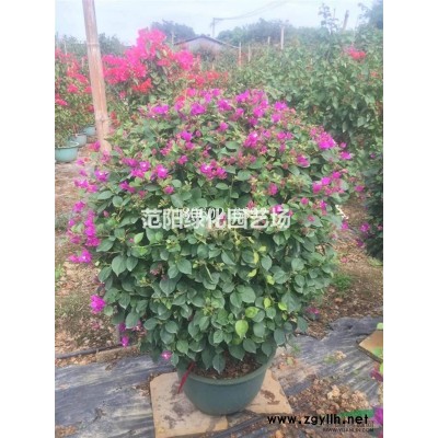 臺(tái)灣欒樹(shù)供應(yīng)商，臺(tái)灣欒樹(shù)價(jià)格，臺(tái)灣欒樹(shù)批發(fā)供應(yīng)