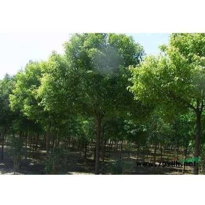 大量供應(yīng)精品香樟、桂花、欒樹、 廣玉蘭