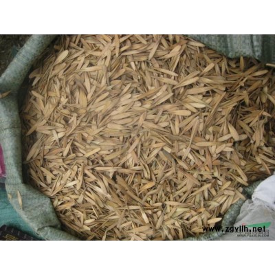 供應白蠟樹苗，白蠟種子，國槐種子，北京欒樹種子