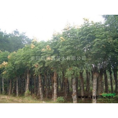 工程綠化就選益陽瑞嘉—欒樹批發(fā)