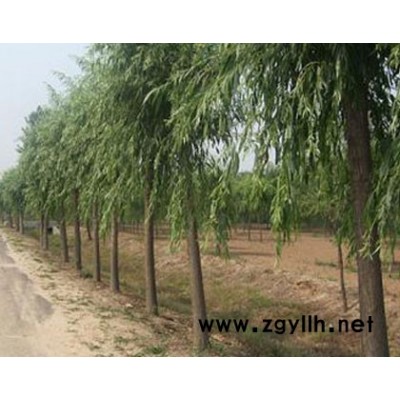 河北供應欒樹