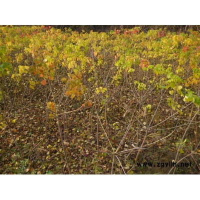 雪松3一5一8米友上萬(wàn)棵