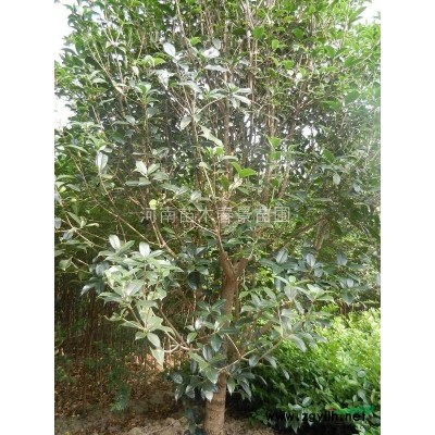 欒樹，黃山欒樹，精品欒樹