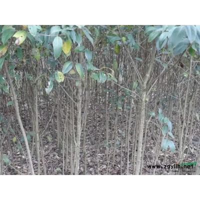 貴州出售5一7公分優質欒樹