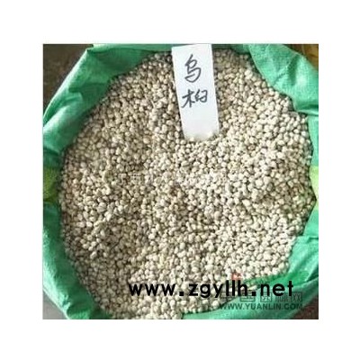 櫸樹種子 馬褂木種子 欒樹種子 九江種苗