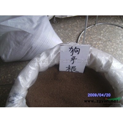 江西欒樹小苗 九江欒樹小苗