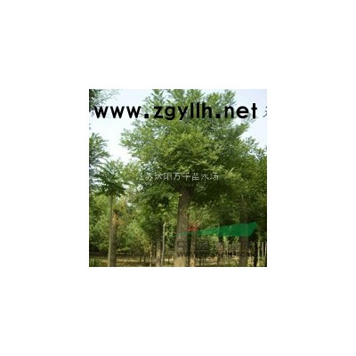 云杉、雪松、黑松、蜀檜、塔柏、龍柏、地柏、側柏