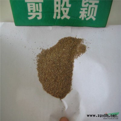 綠化苗木 金葉國槐 黃金槐 城市綠化風景樹及公路綠化樹