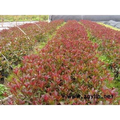 黃山欒樹、無患子