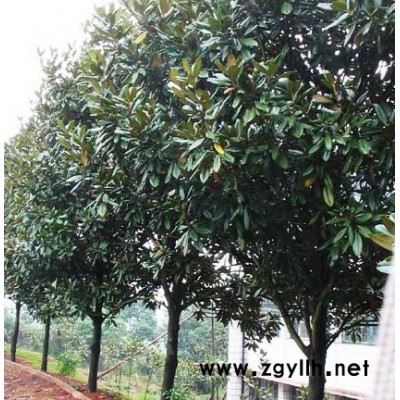 香樟/欒樹/合垂柳/垂槐/國槐/黃槐