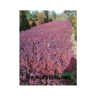 供應(yīng)江蘇雪松