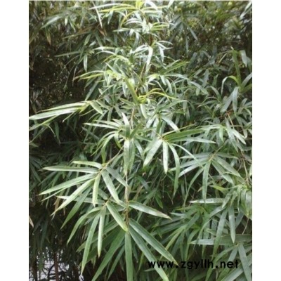 欒樹3*新價格/欒樹3報價