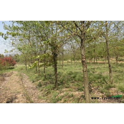 黃山欒樹1--20行情報價\黃山欒樹1--20圖片展示