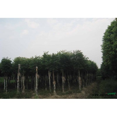 安徽欒樹1/安徽欒樹1供應/出售安徽欒樹1