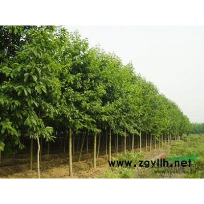 江西香樟種子批發 小葉香樟種子產地價格 大葉香樟種子