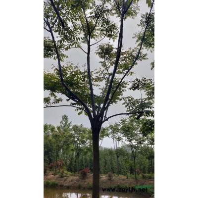 江蘇南京9-30香樟基地貨源充足價格低