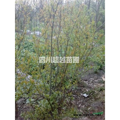 叢生黃連木、叢生銀杏、叢生楠木、叢生楨楠