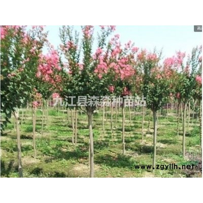 江西玉蘭小苗 白玉蘭品種規格* 廣玉蘭小苗