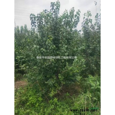 泰安銀杏，泰安銀杏樹，泰安銀杏樹基地，泰安銀杏樹價格