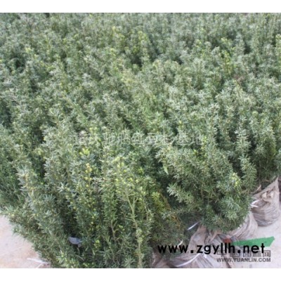 銀杏苗，銀杏60-80CM苗，銀杏二年苗