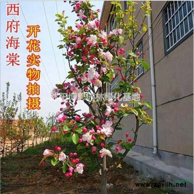 銀杏批發，銀杏基地，銀杏規格*