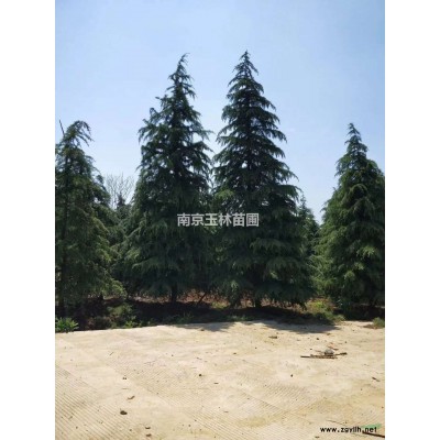 南京2021年4/5/6/7公分廣玉蘭價格