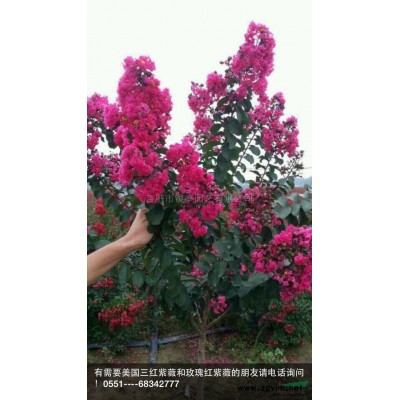 廣玉蘭行情報價\廣玉蘭圖片展示